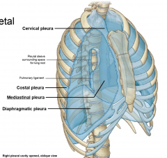 cervical-- arches over apecis of lungs
costal-- lines inner wall of thorax
mediastinal-- lateral wall of mediastinum (form pleural sleeve for root of lung, pulmonary ligament)
diaphragmatic-- superior surface of diaphragm