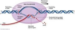 The process of converting DNA into messenger RNA.