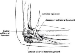 where does the LCL insert on the ulna
what is the primary purpose of the LCL in the elbow
which part of the ligament