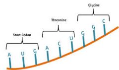 The product of transcription of a gene; mRNA is translated by ribosomes into protein.
