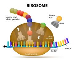 The process of synthesizing a specific polypeptide as coded for by messenger RNA. 