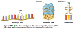messenger RNA (mRNA), transfer RNA (tRNA), and ribosomal RNA (rRNA). 