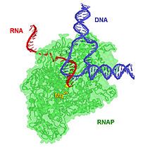 An enzyme that transcribes DNA.