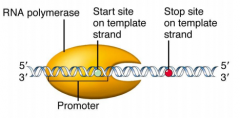 A sequence of DNA that binds RNA polymerase in front of the gene. 
