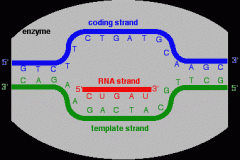 The strand of DNA that the RNA polymerase uses as a guide to build complementary mRNA. 