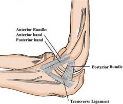 The anterior bundle of the medial collateral ligament of the elbow inserts at the anteromedial process of the coronoid, also known as the sublime tubercle. Fractures at this site have been shown to have worse results with nonoperative treatment, d...