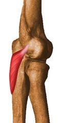 name of 6 muscles intact Lateral Condyle and the Elbow in the one ligament
