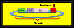 A sequence of bases at the end of a gene that signals the RNA polymerase to stop transcribing.