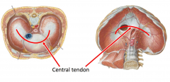 Central tendon