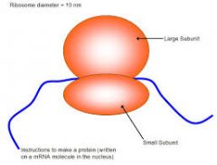 An organelle composed of RNA and protein and located in the cytoplasm that carries out protein synthesis. 