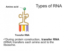 The form of RNA that delivers amino acids to a ribosome during translation.