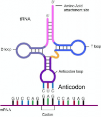 A group of three complementary bases on tRNA that recognizes and pairs with a codon on the mRNA. 