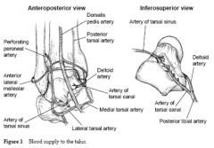 posterior tib artery –which is dominant major supply to the body of the talus
Anterior tibial artery – supply of head and neck
Perforating peroneal artery via the artery of the tarsal sinus also supplied the head and neck