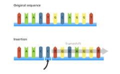 The placement of an extra nucleotide in a DNA sequence.