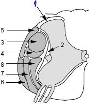 1. Dorsolateral fasciculus (of Lissauer)
2. Fasciculus proprius
3. Lateral (crossed) corticospinal tract
4. Rubrospinal tract
5. Posterior spinocerebellar tract
6. Anterior spinocerebellar tract
7. Spinothalamic tract
8. Reticulospinal tract