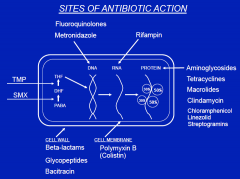 Picture of Sites of action of Antibiotics (5 classes)