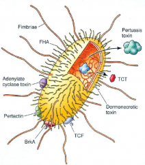 Adherence Factors (4)
Pilli=fimbrae
Pertactin
FHA (filamentous hemeagluttin)
Pertusis Toxin -  acts both as a toxin & an attachment factor

Toxins (4)
Tracheal Cytotoxin (TCT) (Dermonecrotic toxin) -  destroys ciliary escalator
ACT - activated by 