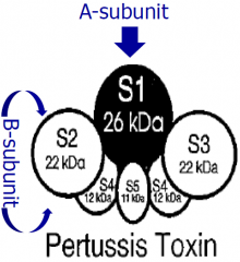 An AB toxin

S2-S5 act as B portion for uptake
S1 is the A part - ADPR Inhibits the Gi function (increase in cAMP)