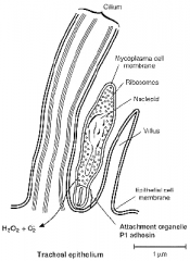 Binds to the cilia of bronchial epithelium. It then attaches at the base of the cilia using P1 tip attaching adhesion. This blocks the cilia function. This leads to desquamation and inflammation.