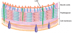 Mycobacterial cell wall. LAM, lipoarabinomannan.