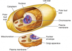 A yeast cell showing the cell wall and internal structures of the fungal eukaryotic cell plan
-
The rigid cell wall external to cytoplasmic membrane has a different composition