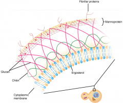 Mannan, glucan, & chitin 
--------------------
The fungal cell wall. The overlapping mannan, glucan, chitin, and protein elements are shown. Proteins complexed with the mannan (mannoproteins) extend beyond the cell wall.