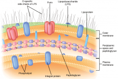 Gram-negative outer membrane is phospholipoprotein bilayer, of which the outer leaflet is LPS endotoxin