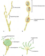 -------------------------------
Asexual mold forms. A. Arthroconidia develop within the hyphae and eventually break off. B. Chlamydoconidia are larger than the hyphae and develop with the cell or terminally. C. Sporangiocondia are borne terminally in a s