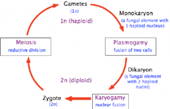 These are reproductive structures in the sexual (telomorph)
Haploid combine to become diploid and divide by meosis