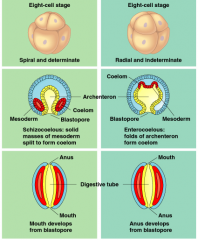 • Deuterostomes: cleavage is radial and indeterminate, folds of archenteron form coelom, and the blastopore forms the anus
• Protostomes: cleavage is spiral and determinate, masses of mesoderm split to form coelom, and the blastopore forms the mouth