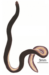 • Phylum Nemertea; Genus Paranemertes