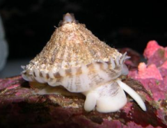 • Phylum Mollusca; Class Gastropoda; Subclass Vetigastropoda; Genus Diodora aspera (keyhole limpet)