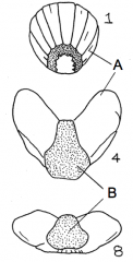• Shell 1 is anterior end; 8 is posterior
• A is the articulamentum
• B is the tegmentum