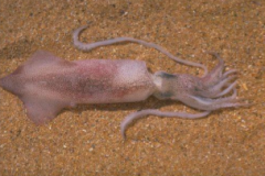 • Phylum Mollusca, Class Cephalopoda, Subclass Coleoidea, Genus Loligo opalescens