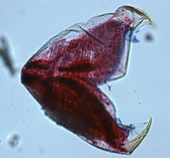 • Glochidia - parasitic freshwater bivalve larva (preys on fish)