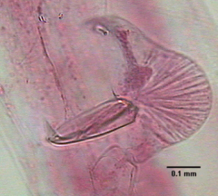 • Avicularia heterozooid found in Bugula californica Bryozoa