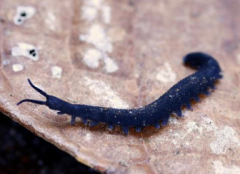 • Phylum Onychophora, Genus Peripatus
• Velvet worm