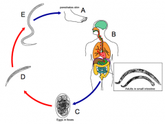 • A - Larvae infect new host by penetrating foot and entering into circulatory system
• B - Larvae carried to heart through blood and enter the lungs - migrate to pharynx - host reacts to tickle in throat, coughs, and larvae is swallowed
• C - Larvae ar