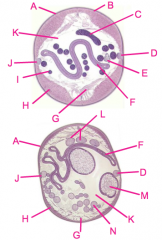 • Phylum Nematoda, Genus Ascaris lumbricoides
• A - cuticle
• B - hypodermis
• C - seminal vesicle
• D - excretory system (inside lateral nerve cord)
• E - vas defera
• F - intestine
• G - cytoplasmic muscle cell processes
• H - longitudinal muscl