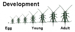 • Ametabola life cycle
• primitive wingless adult insects (ie. silverfish) resemble young except for size and developed sex organs
