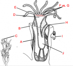 Label above diagram A-J of Bryozoan zooid.