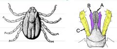 Identify parts A-C of above mite and give it's Phylum, Subphylum and Class.
