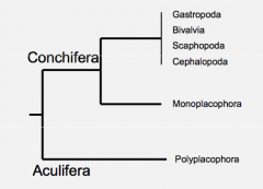 • A - Gastropoda
• B - Bivalvia
• C - Scaphopoda 
• D - Cephalopoda
• E - Polyplacophora