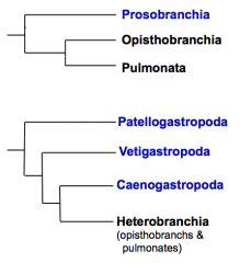 • Prosobranchia have now been sub-divided into Patellogastropoda (true limpets), Vetigastropoda (abalone, keyhole limpet), and Caenogastropoda (majority of shelled gastropods)