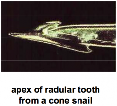 • Hollow radula harpoon containing a cocktail of small peptide neurotoxins which target ion channels and paralyze the prey upon contact with the cone snail's proboscis