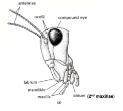 • Phylum Arthropoda, Subphylum Mandibulata, Class Insecta, Genus Acheta domesticata
• A - antenna
• B - compound eye
• C - mandible
• D - maxillae 
• E - maxillae
• F - labrum (upper lip) & labium (lower lip)