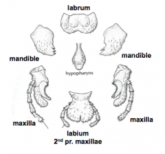• A - labrum
• B - hypopharynx
• C - mandible
• D - maxilla
• E - palp
• F - labium