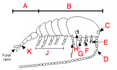 Identify parts A-K of above Copepoda.