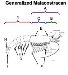 Phylum Arthropoda, Subphylum Mandibulata, Class Crustacea, Subclass Malacostraca