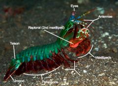 • 5 maxillipeds - 2nd pair are heavily calcified raptorial appendages for prey capture, defense & territorial disputes
  - spearing maxillipeds are found in burrowing mantis shrimp
  - smashing maxillipeds are found in rock crevices 
• Rotatable eyes w